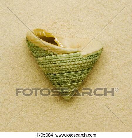Seashell View Large Photo Image Picture - Seashell. Fotosearch