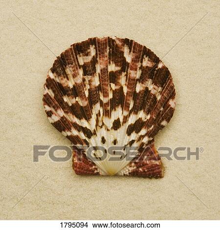 Seashell View Large Photo Image Picture - Seashell. Fotosearch