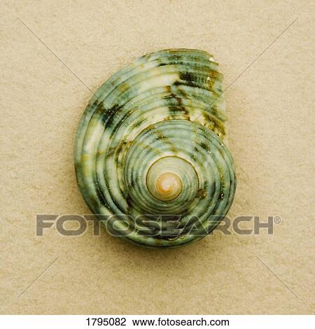 Seashell View Large Photo Image Stock Image - Seashell. Fotosearch