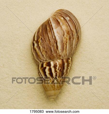 Seashell View Large Photo Image Stock Image - Seashell. Fotosearch