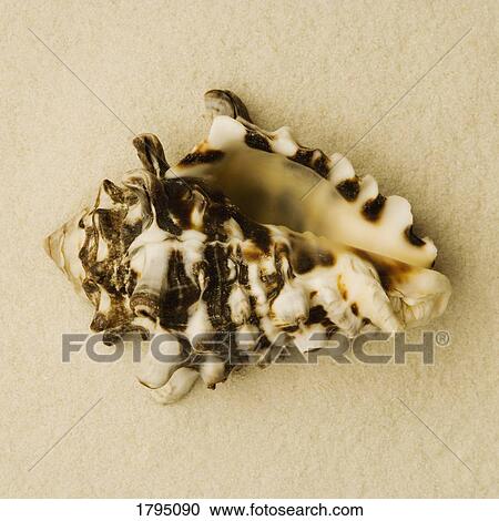 Seashell View Large Photo Image Stock Image - Seashell. Fotosearch
