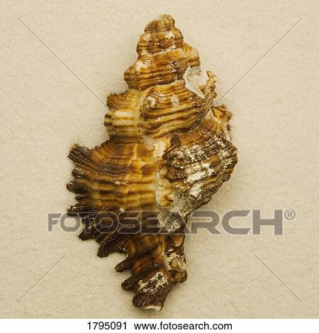 Stock Image - Seashell. Fotosearch