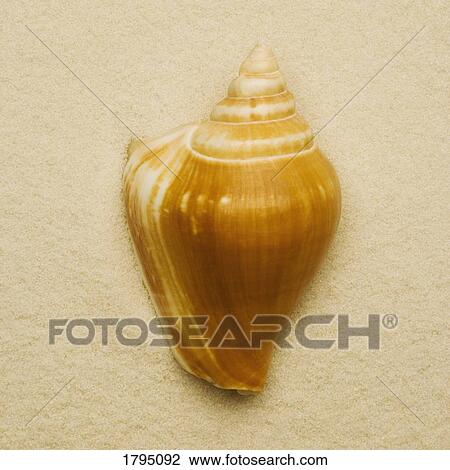 Seashell View Large Photo Image Stock Image - Seashell. Fotosearch