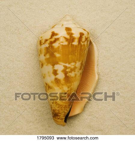 Stock Image - Seashell. Fotosearch
