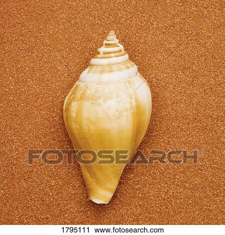 Stock Image - Seashell. Fotosearch