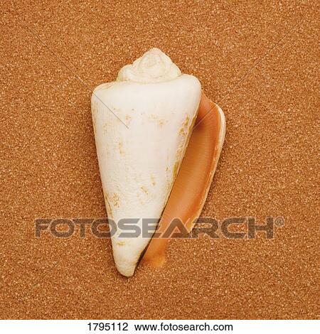 Seashell View Large Photo Image Stock Image - Seashell. Fotosearch