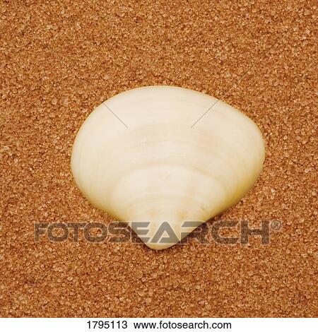 Seashell View Large Photo Image Stock Image - Seashell. Fotosearch