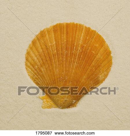 Seashell View Large Photo Image Stock Photo - Seashell. Fotosearch