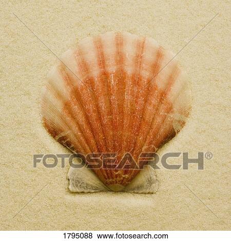 Seashell View Large Photo Image Stock Photo - Seashell. Fotosearch