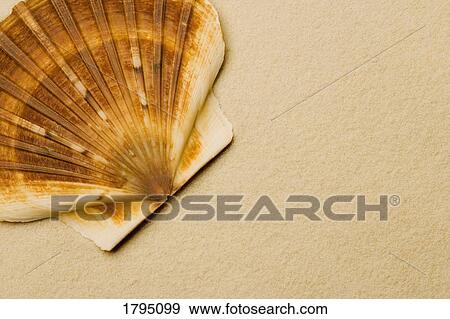 Stock Photo - Seashell. Fotosearch