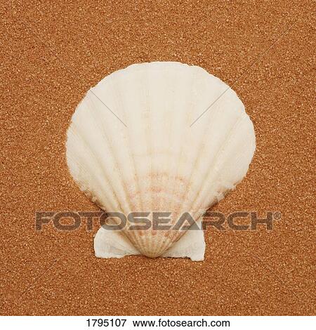 Stock Photo - Seashell. Fotosearch