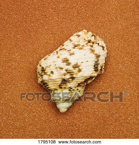 Stock Photo - Seashell. Fotosearch