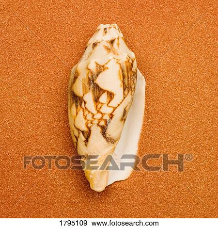 Stock Photo - Seashell. Fotosearch