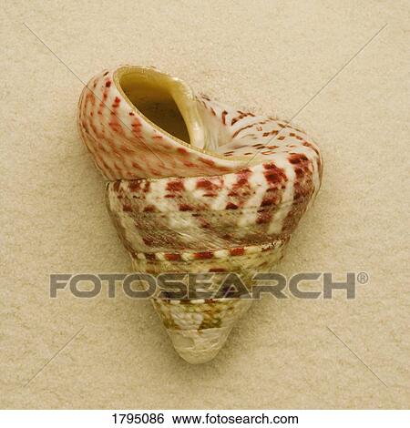 Seashell View Large Photo Image Stock Photograph - Seashell. Fotosearch