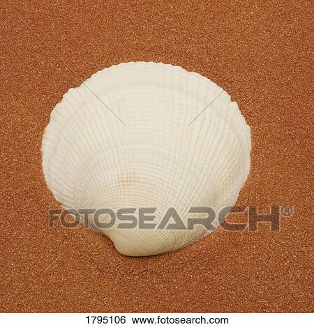 Stock Photograph - Seashell. Fotosearch