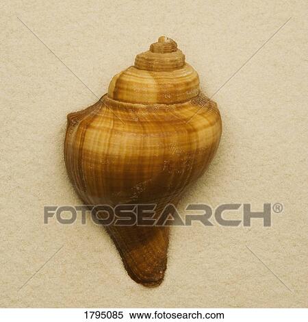 Seashell View Large Photo Image Stock Photography - Seashell. Fotosearch