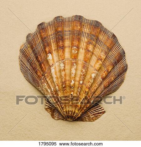 Stock Photography - Seashell. Fotosearch