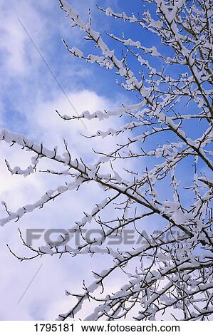 Stock Image - Snow-covered branches. Fotosearch