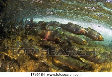 Picture - Spawning Cutthroat Trout. Fotosearch