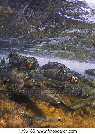 Stock Photograph - Spawning Cutthroat Trout. Fotosearch