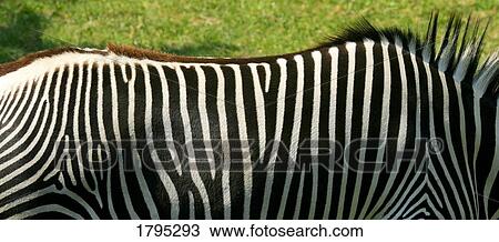 Stripes on a zebra's back View Large Photo Image Stock Image - Stripes on a zebra's back. Fotosearch
