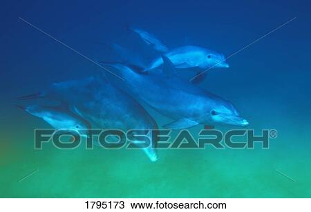 Stock Image - Swimming pod of bottle-nose dolphins. Fotosearch