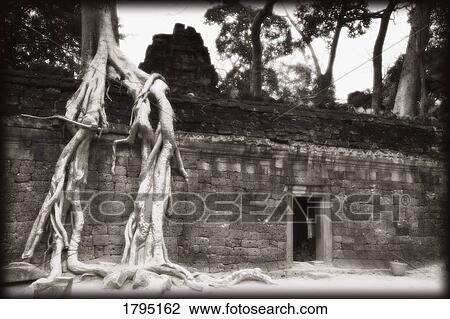 Ta Prohm temple in Cambodia View Large Photo Image Stock Image - Ta Prohm temple in Cambodia. Fotosearch