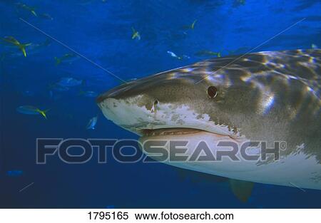 Stock Photography - Tiger Shark in water. Fotosearch