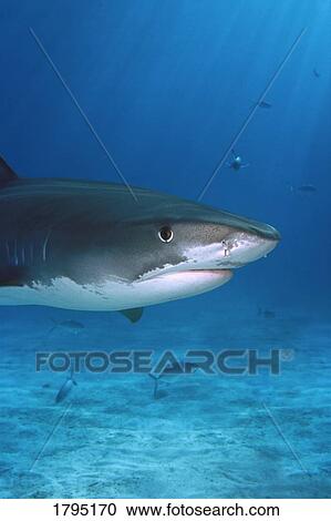 Stock Image - Tiger shark. Fotosearch