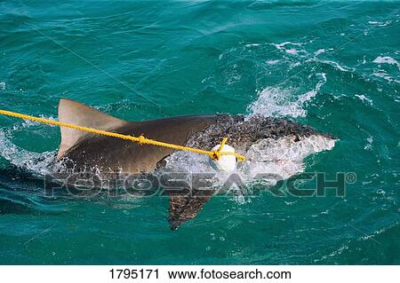 Stock Image - Tiger shark taking bait. Fotosearch