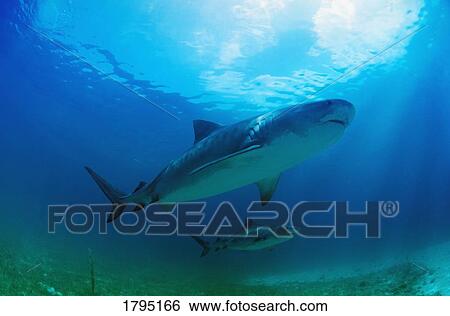 Stock Photograph - Tiger sharks. Fotosearch