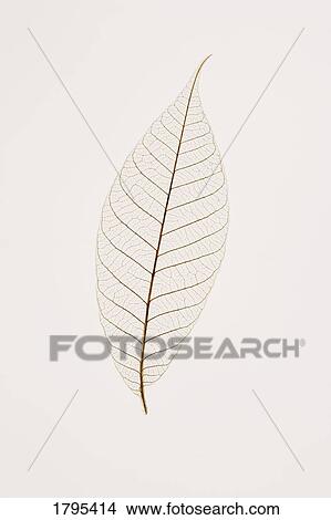 Transparent leaf View Large Photo Image Picture - Transparent leaf. Fotosearch