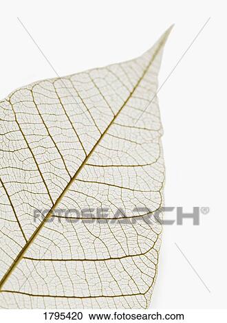 Stock Image - Transparent leaf. Fotosearch
