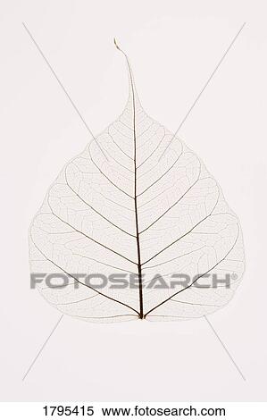 Stock Photography - Transparent leaf. Fotosearch