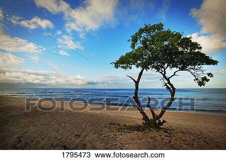 Stock Image - Tree on a beach. Fotosearch