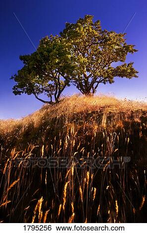 Trees on a hill View Large Photo Image Stock Photograph - Trees on a hill. Fotosearch