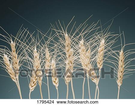 Wheat View Large Photo Image Picture - Wheat. Fotosearch