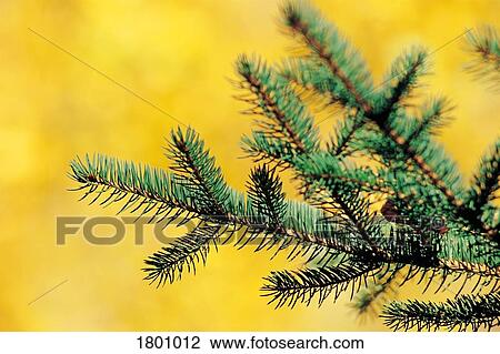 Stock Image - A close up of a spruce tree with yellow background. Fotosearch
