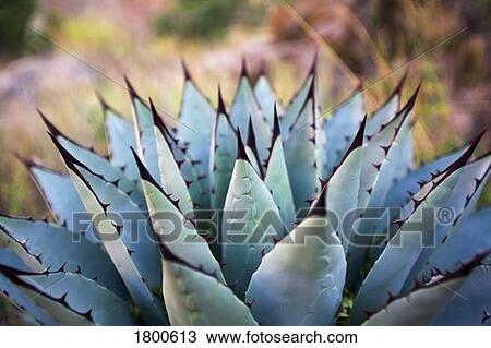 Agave plant View Large Photo Image Stock Image - Agave plant. Fotosearch