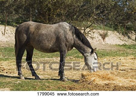 Stock Photography - Andalusian horse grazing on hay. Fotosearch
