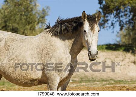Stock Photo - Andalusian Horse . Fotosearch