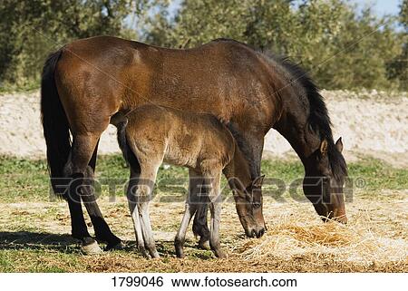 Stock Photograph - Andalusian horse with foal. Fotosearch