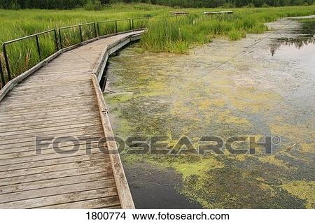 Picture - Astotin Lake boardwalk . Fotosearch