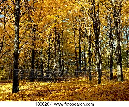 Stock Photo - Autumn forest. Fotosearch