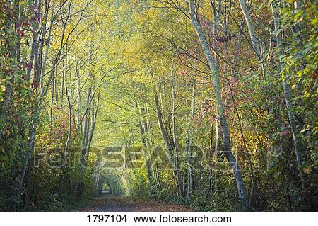 Picture - Autumn pathway. Fotosearch