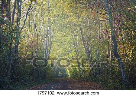 Stock Image - Autumn pathway. Fotosearch
