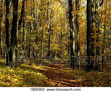 Stock Image - Autumn pathway. Fotosearch