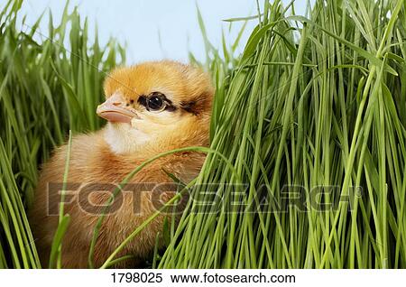 Stock Photography - Baby chicken. Fotosearch