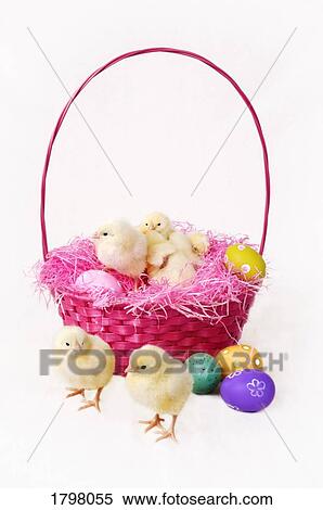 Baby chickens in an Easter basket View Large Photo Image Stock Photography - Baby chickens in an Easter basket. Fotosearch