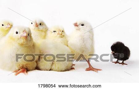 Picture - Baby chickens. Fotosearch